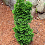 Миниатюра 1. Туя западная 