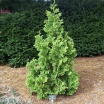 Миниатюра 2. Туя западная 