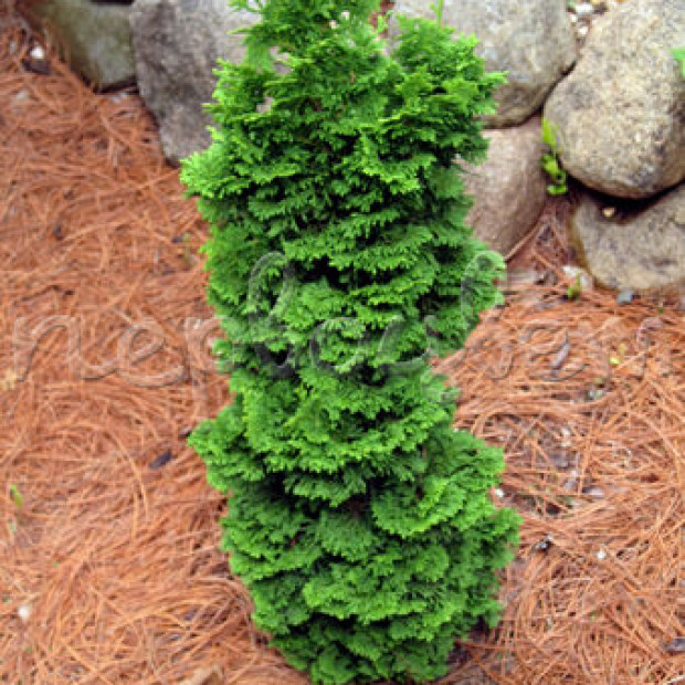 Фото 1. Туя западная 