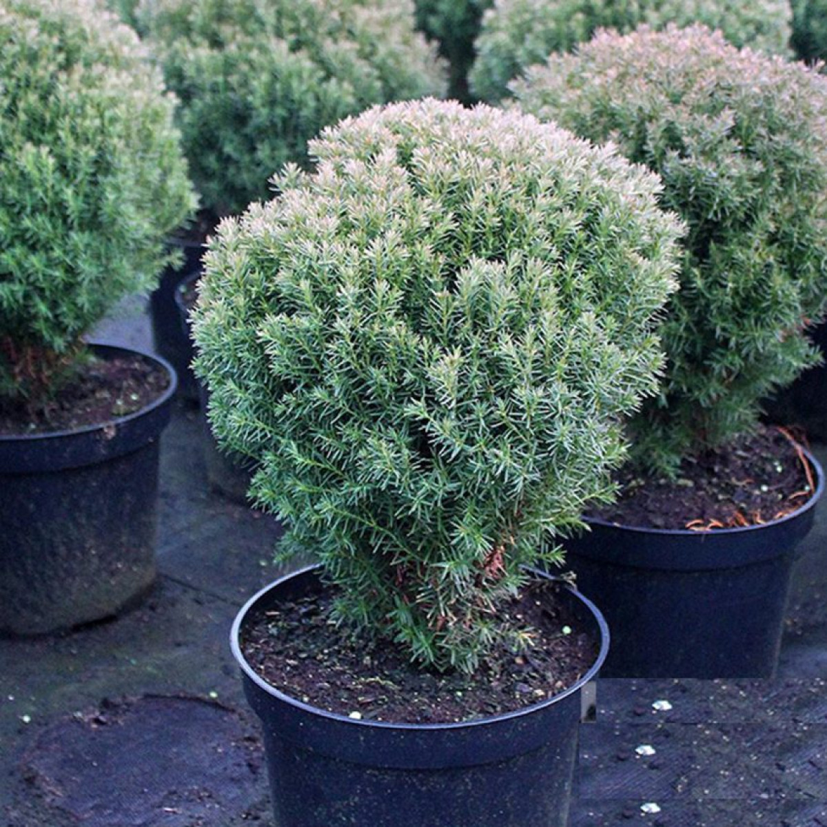 Туя западная Teddy в каталоге СЦ Корекозево