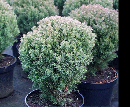 Туя западная Teddy в каталоге СЦ Корекозево