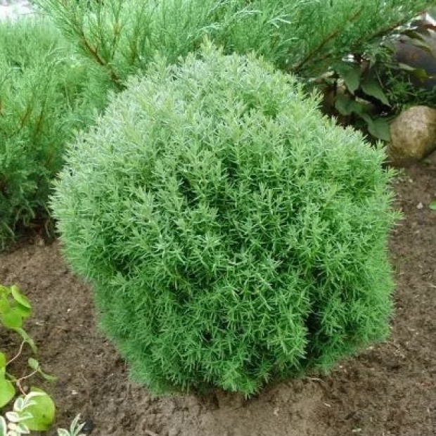 Фото 2. Туя западная 