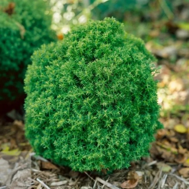 Фото 3. Туя западная 