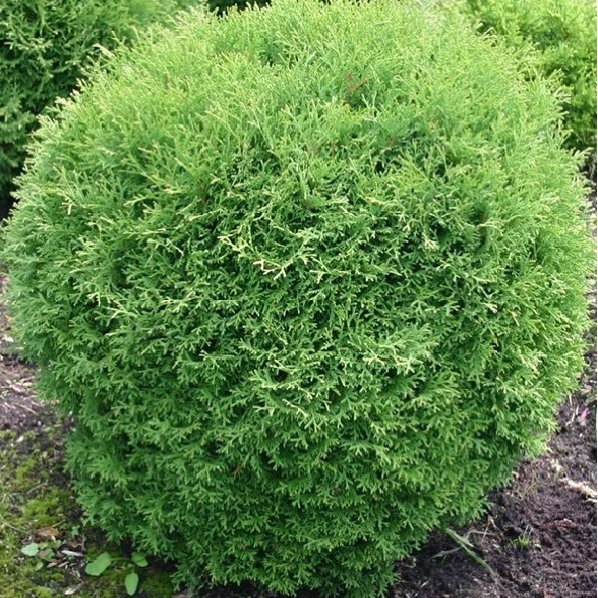 Туя западная Tiny Tim в каталоге СЦ Корекозево