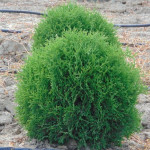 Миниатюра 2. Туя западная 