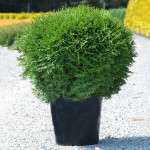 Миниатюра 3. Туя западная 