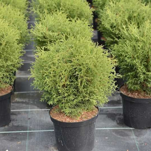 Фото 1. Туя западная 