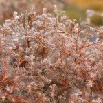 Миниатюра 2. Туя западная Вересковидная 