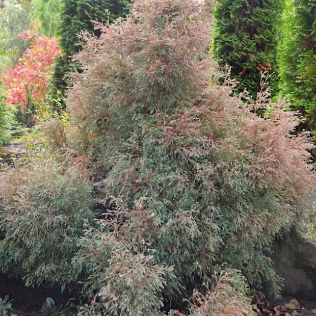 Фото 3. Туя западная Вересковидная 