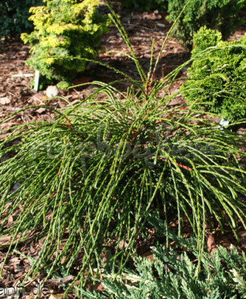 Туя западная Whipcord в каталоге СЦ Корекозево