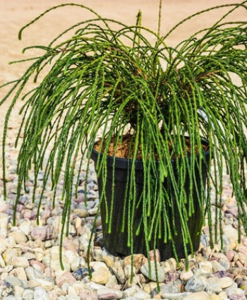 Туя западная Whipcord в каталоге СЦ Корекозево