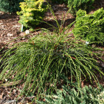 Миниатюра 2. Туя западная 