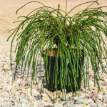 Миниатюра 1. Туя западная 