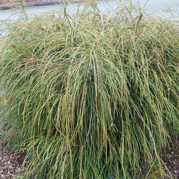 Фото 3. Туя западная 