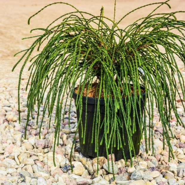 Фото 1. Туя западная 