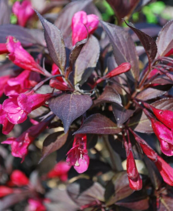 Вейгела Александра в каталоге СЦ Корекозево