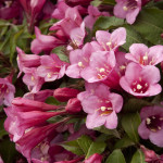 Миниатюра 1. Вейгела 