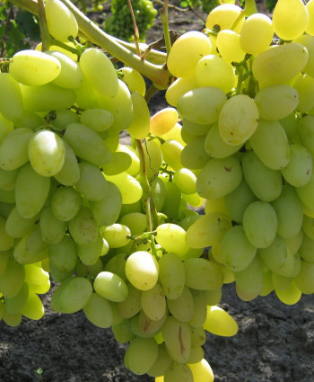 Виноград «Аркадия(Настя)» в каталоге СЦ Корекозево