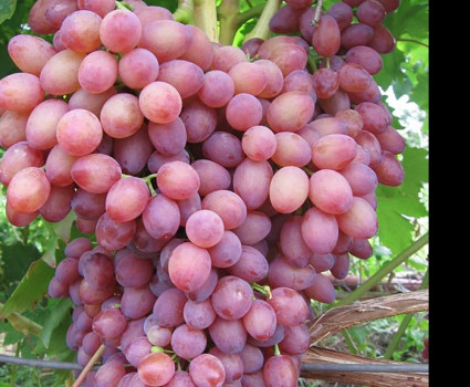 Виноград «Кишмиш Лучистый» в каталоге СЦ Корекозево