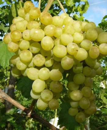 Виноград «Восторг» в каталоге СЦ Корекозево