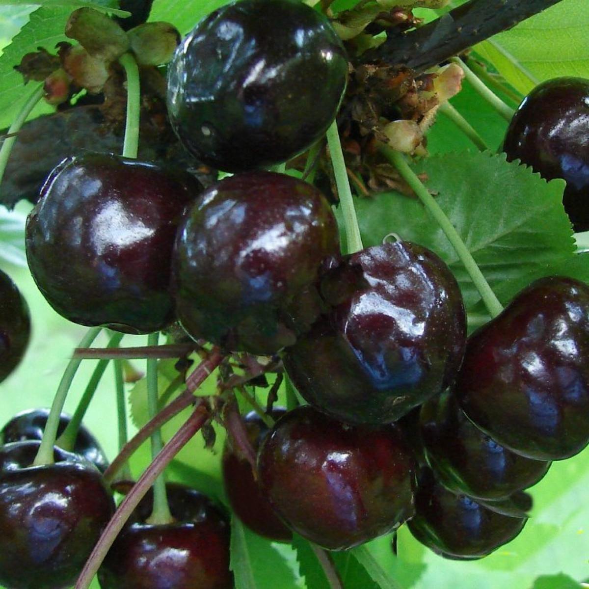 Вишня Черная крупная в каталоге СЦ Корекозево