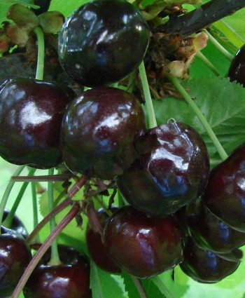 Вишня Черная крупная в каталоге СЦ Корекозево