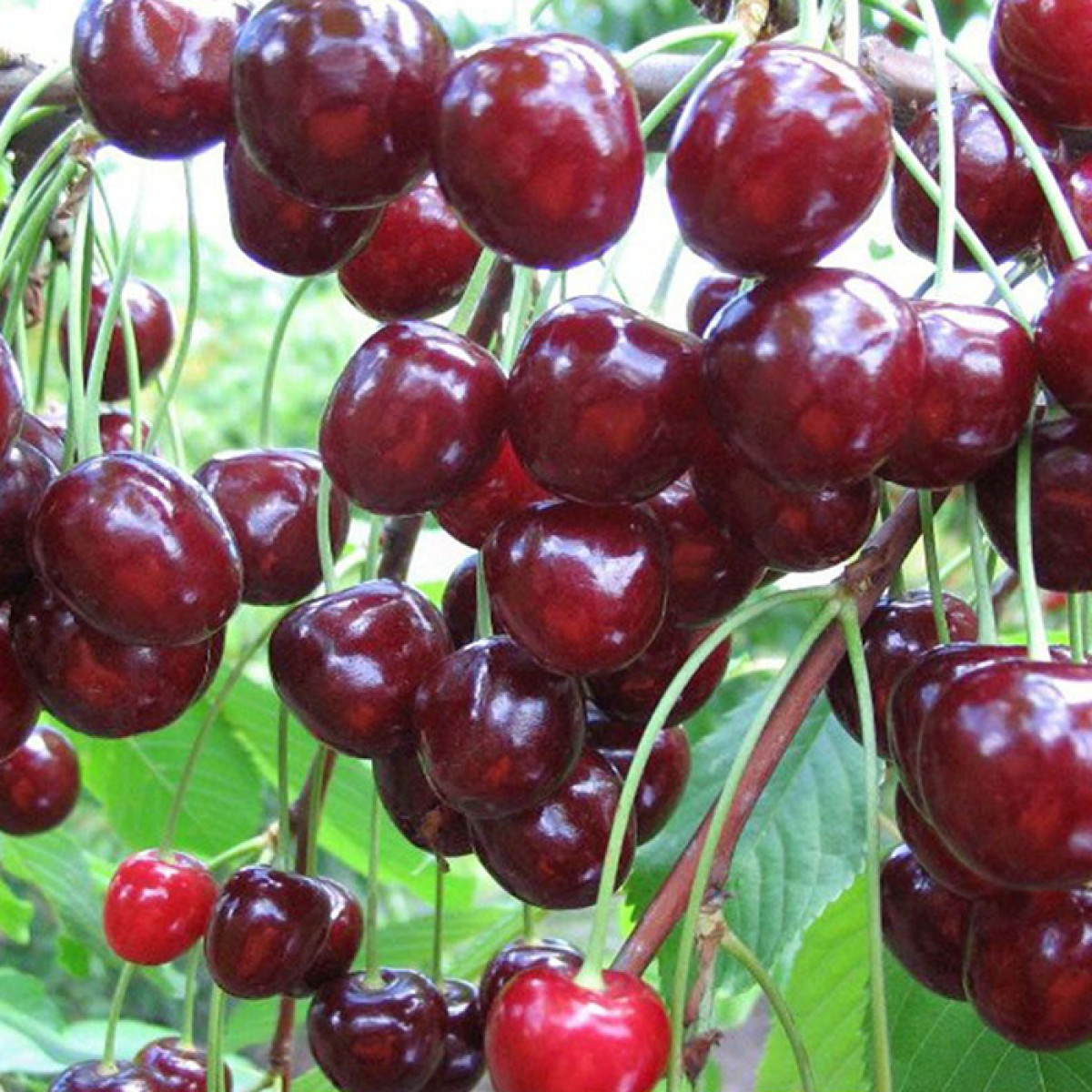 Вишня Тургеневка в каталоге СЦ Корекозево