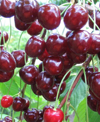 Вишня Тургеневка в каталоге СЦ Корекозево