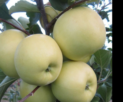 Яблоня «Белый Налив» в каталоге СЦ Корекозево