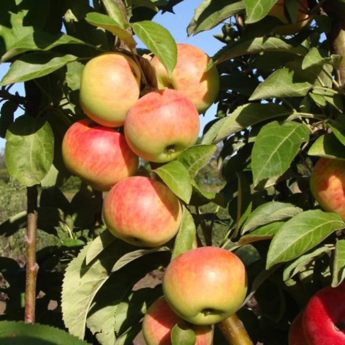 Яблоня колоновидная «Луч» в каталоге СЦ Корекозево