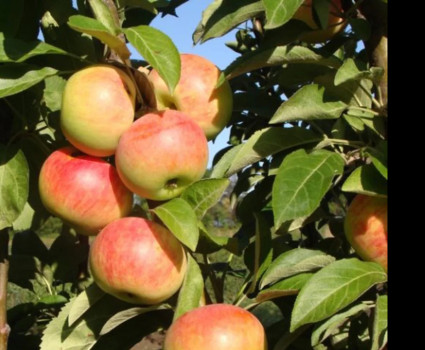 Яблоня колоновидная «Луч» в каталоге СЦ Корекозево