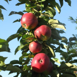 Миниатюра 1. Яблоня колоновидная «Пьедестал» в каталоге СЦ Корекозево