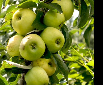 Яблоня колоновидная «Статистика» в каталоге СЦ Корекозево