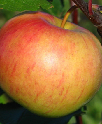 Яблоня «Медуница» в каталоге СЦ Корекозево