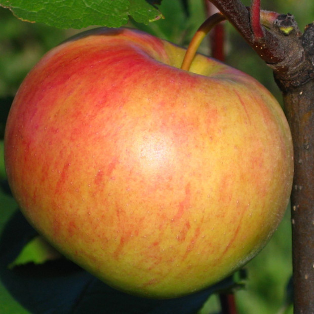 Фото 1. Яблоня «Медуница» в каталоге СЦ Корекозево