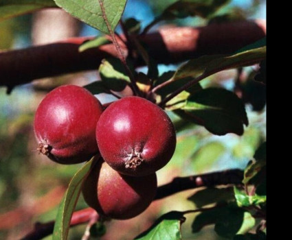 Яблоня «Недзвецкого» в каталоге СЦ Корекозево
