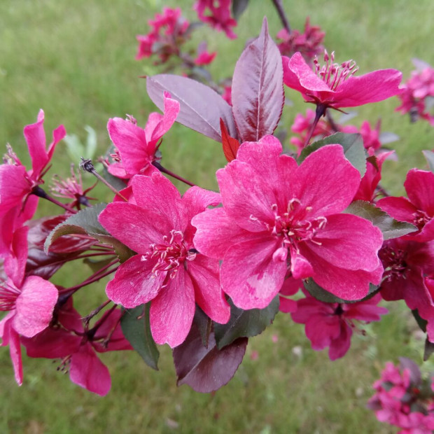 Фото 2. Яблоня «Недзвецкого» в каталоге СЦ Корекозево