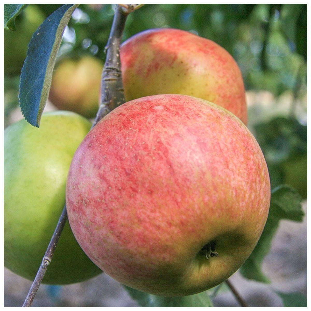 Яблоня «Орлинка» в каталоге СЦ Корекозево