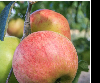 Яблоня «Орлинка» в каталоге СЦ Корекозево