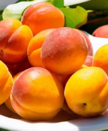 Абрикос «Триумф Северный» в каталоге СЦ Корекозево