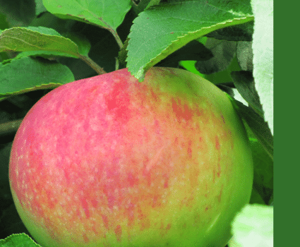 Яблоня «Орловим» в каталоге СЦ Корекозево