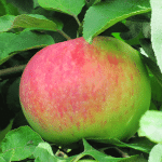 Миниатюра 1. Яблоня «Орловим» в каталоге СЦ Корекозево