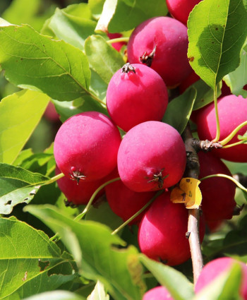 Яблоня «Райка красная» в каталоге СЦ Корекозево