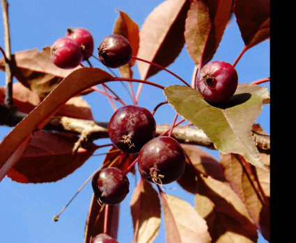 Яблоня «Роялти» в каталоге СЦ Корекозево