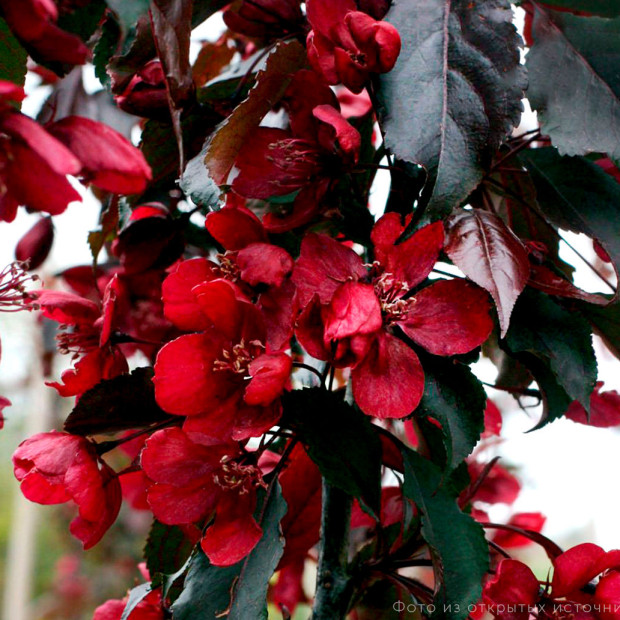 Фото 2. Яблоня «Роялти» в каталоге СЦ Корекозево