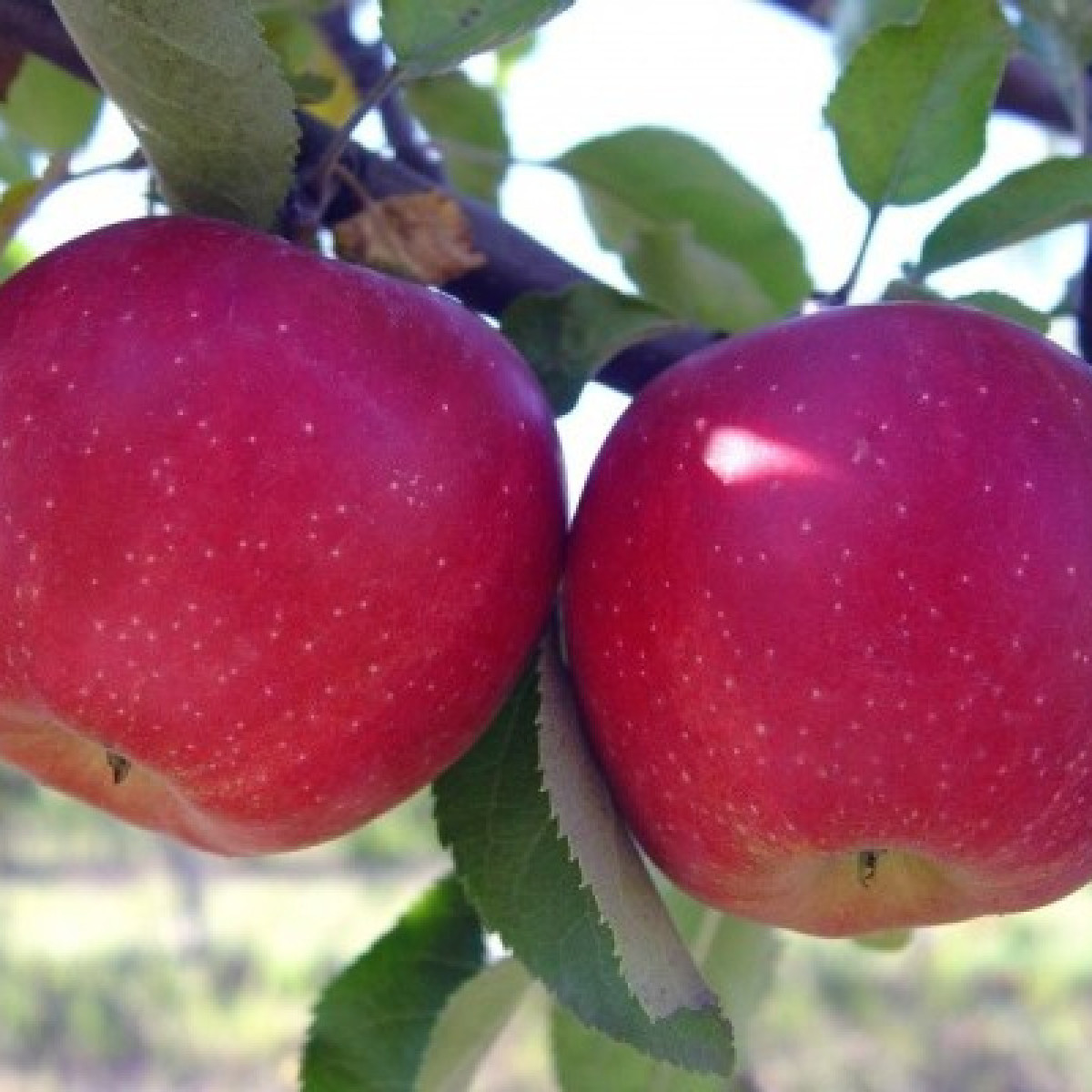 Яблоня «Слава Победителям» в каталоге СЦ Корекозево