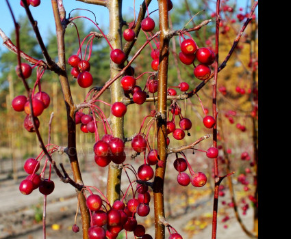 Яблоня «Стрит Парад» в каталоге СЦ Корекозево