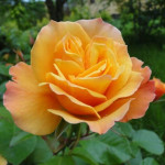 Миниатюра 2. Роза 