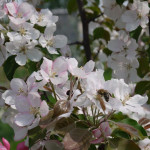 Миниатюра 2. Яблоня «Стрит Парад» в каталоге СЦ Корекозево