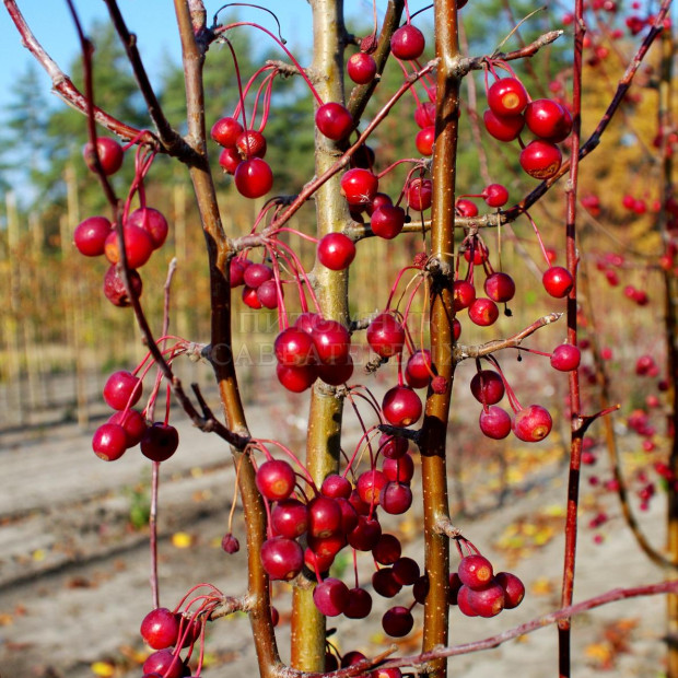 Фото 1. Яблоня «Стрит Парад» в каталоге СЦ Корекозево